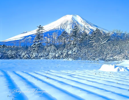 19920202-harimomi4515001
